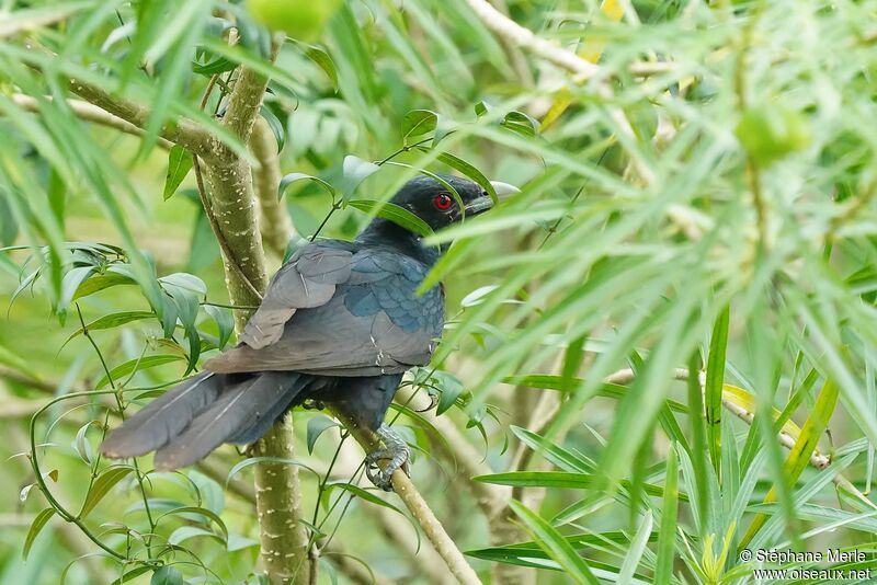 Asian Koel male adult