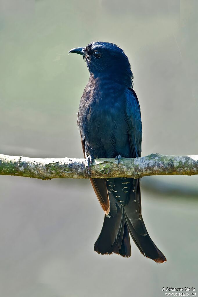 Coucou surnicouadulte