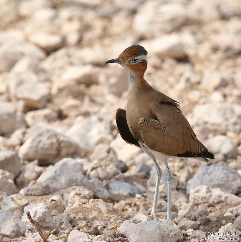 Burchell's Courseradult