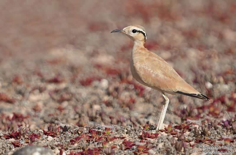 Cream-colored Courseradult