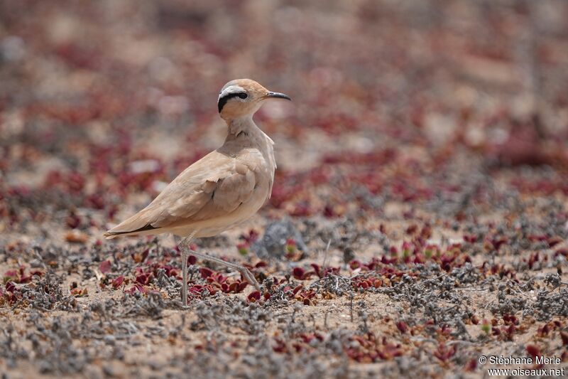 Cream-colored Courseradult