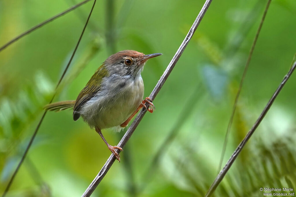 Couturière à longue queueadulte