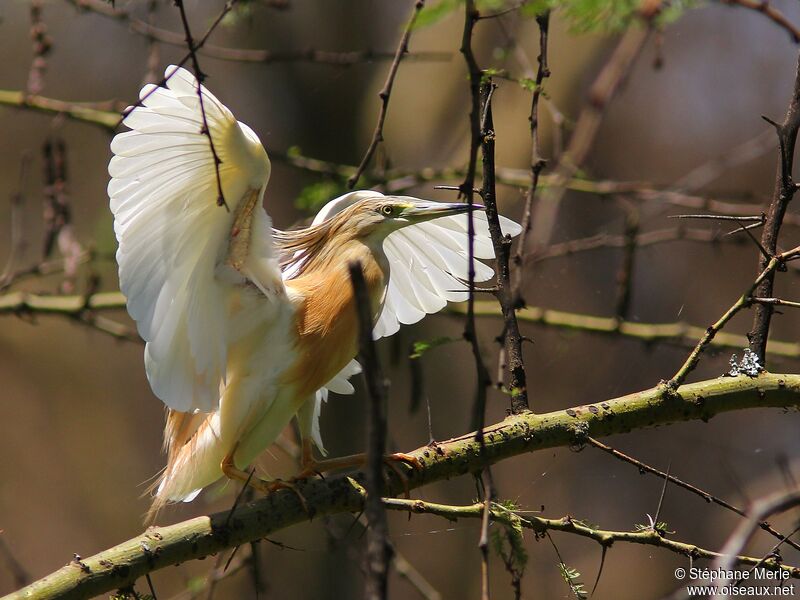 Squacco Heronadult