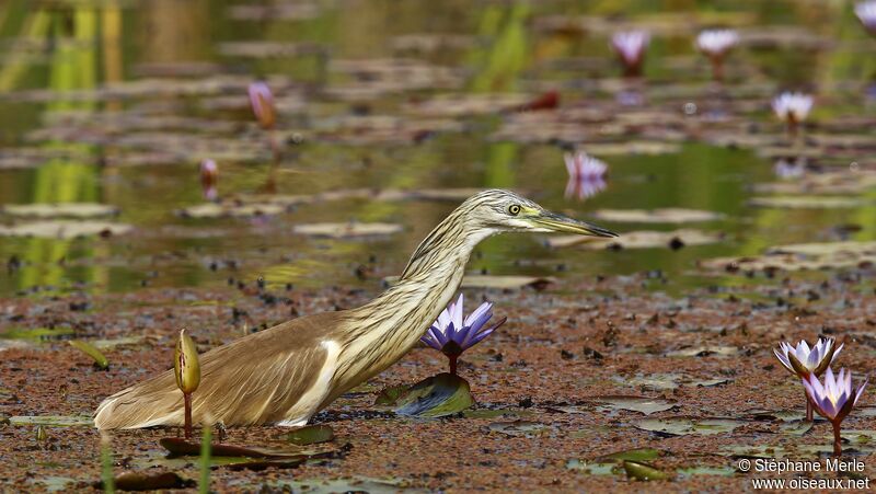 Squacco Heron