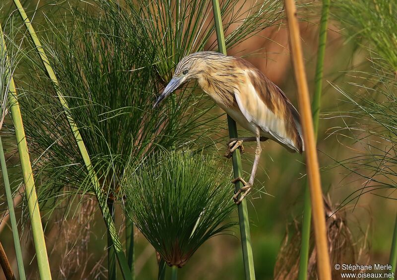 Squacco Heron