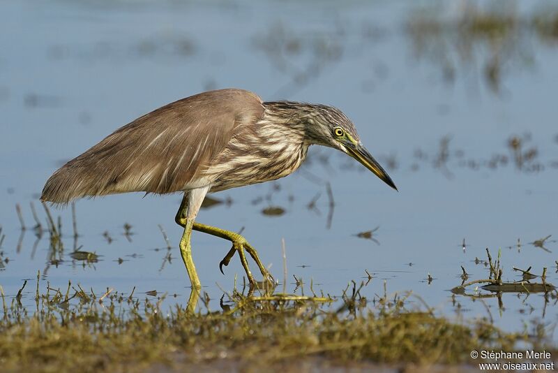 Indian Pond Heronadult post breeding