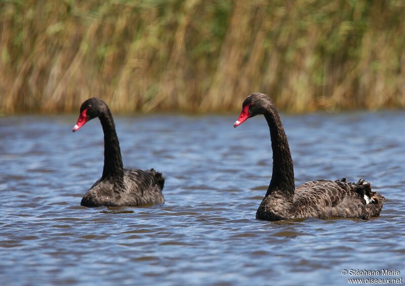 Cygne noir