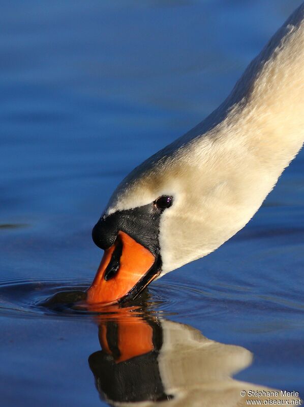 Mute Swan