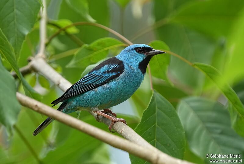 Dacnis bleu mâle adulte