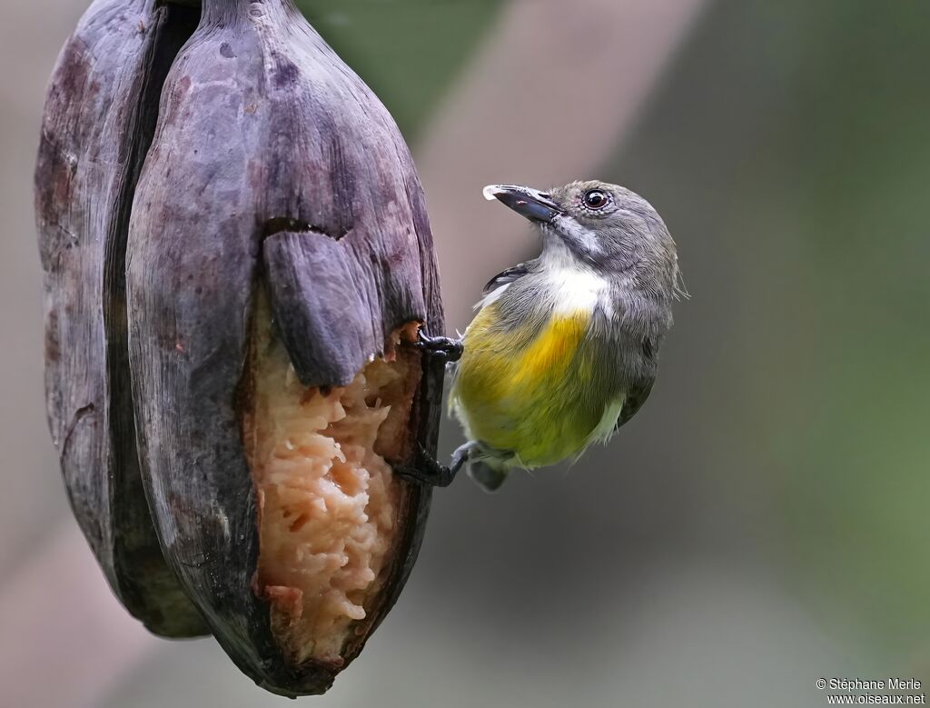 Dicée de Palawan femelle adulte