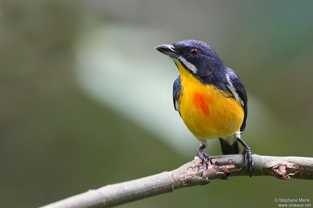 Dicée de Palawan mâle adulte nuptial