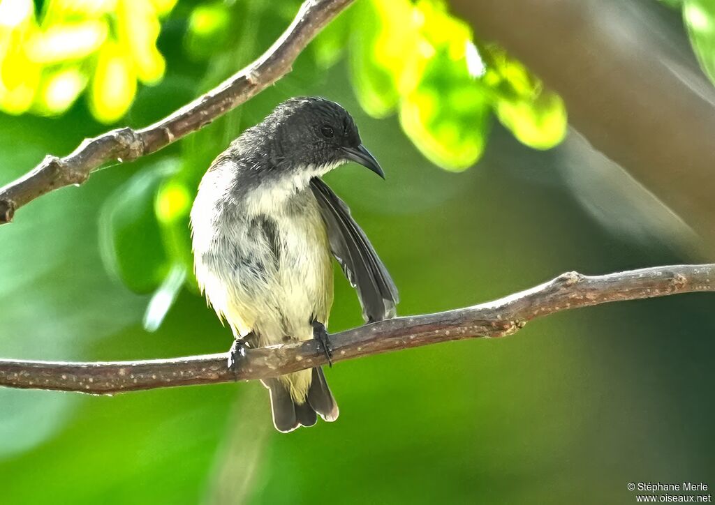 Dicée pygméeadulte