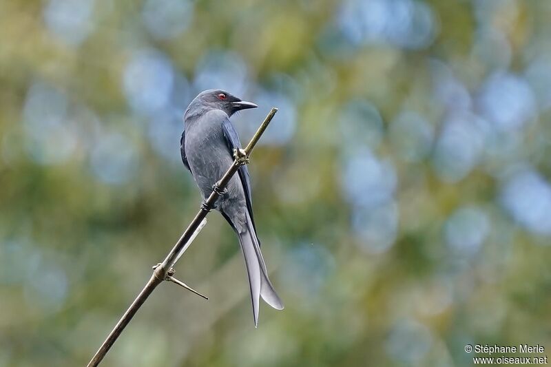 Drongo cendréadulte