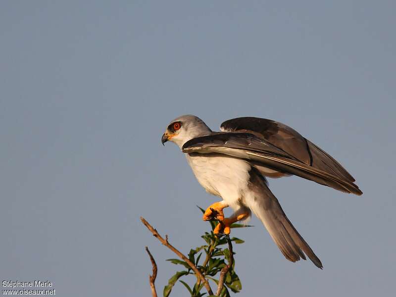 Black-winged Kiteadult, pigmentation, Behaviour