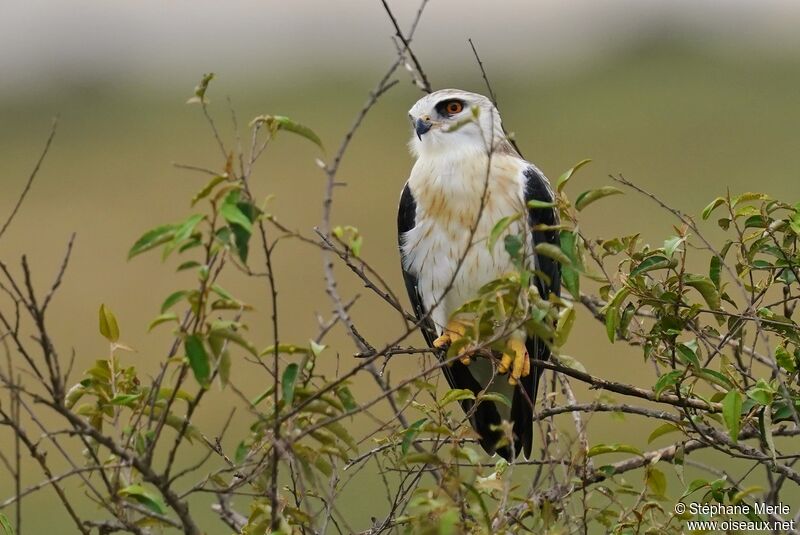 Black-winged Kitesubadult