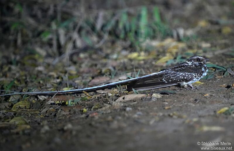 Long-trained Nightjaradult