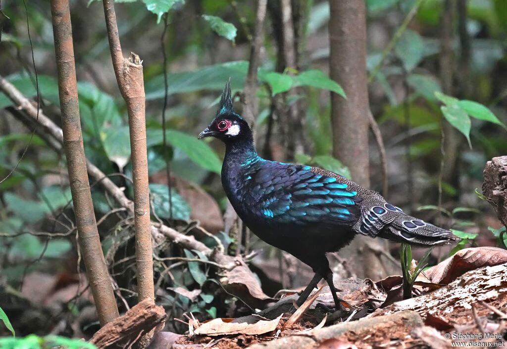 Éperonnier napoléon