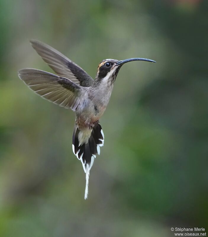 Scale-throated Hermitadult