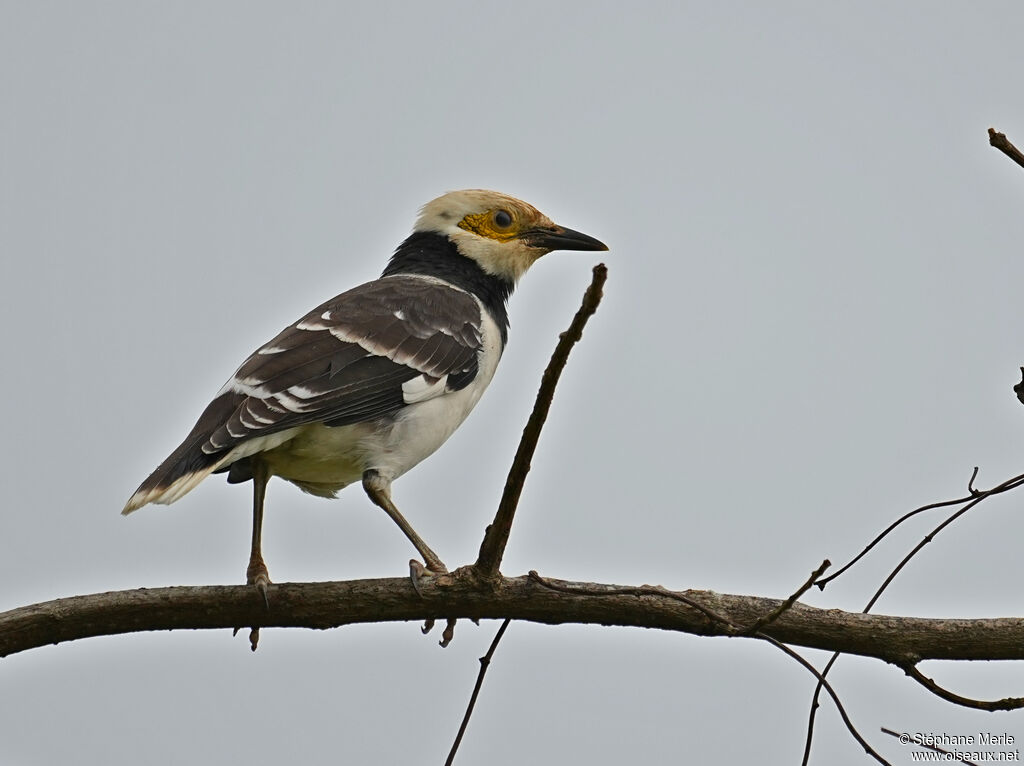 Black-collared Starlingadult