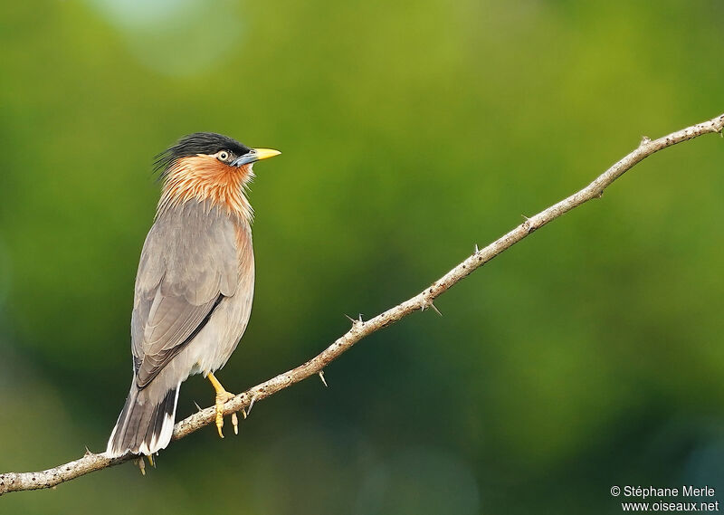 Brahminy Starlingadult