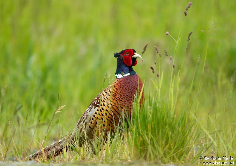 Common Pheasant male adult