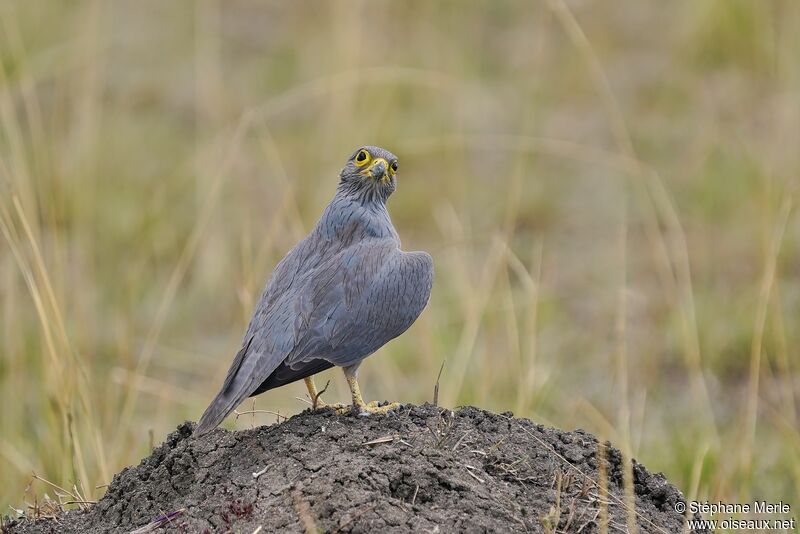 Grey Kestrel