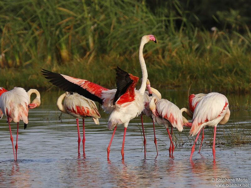 Greater Flamingo