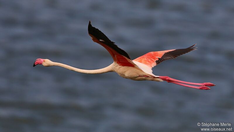 Greater Flamingoadult