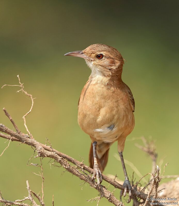 Rufous Horneroadult