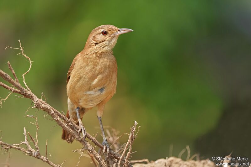 Rufous Horneroadult