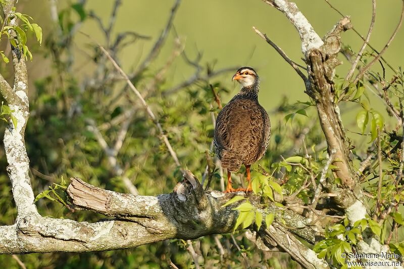 Francolin à bec jaune