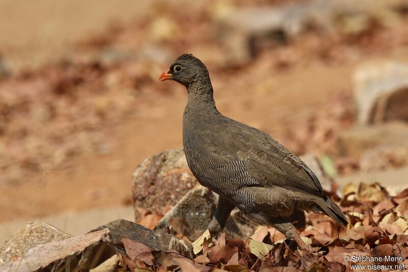 Francolin à bec rouge