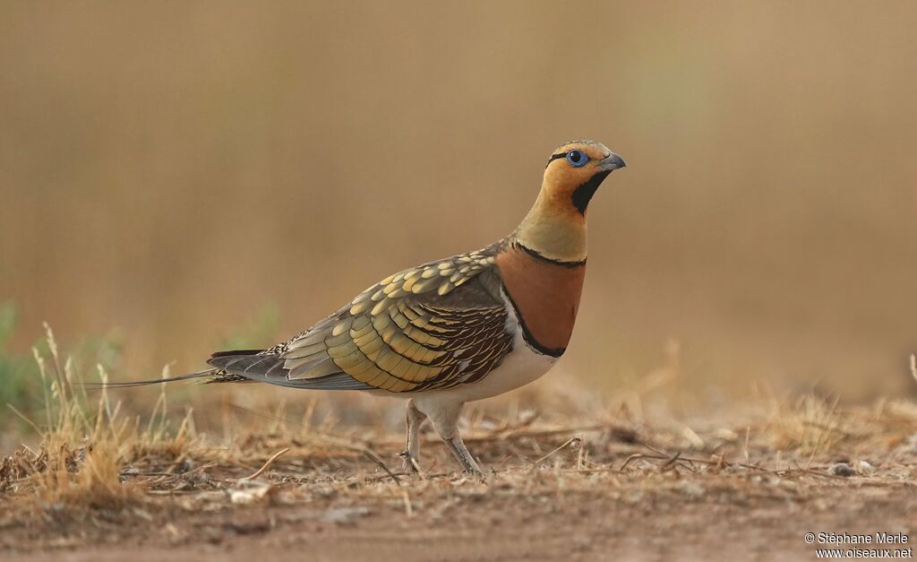 Pin-tailed Sandgrouse male adult