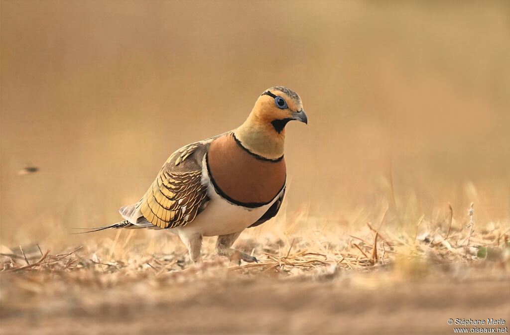 Pin-tailed Sandgrouse male adult