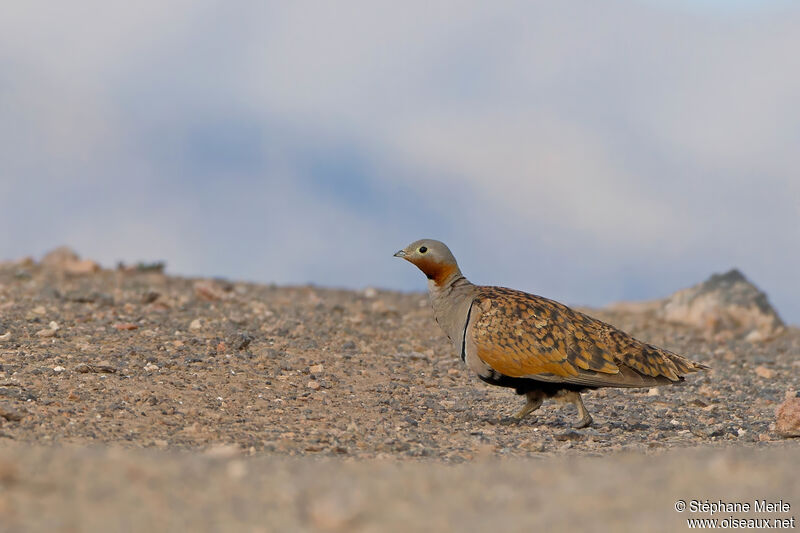 Black-bellied Sandgrouse male adult