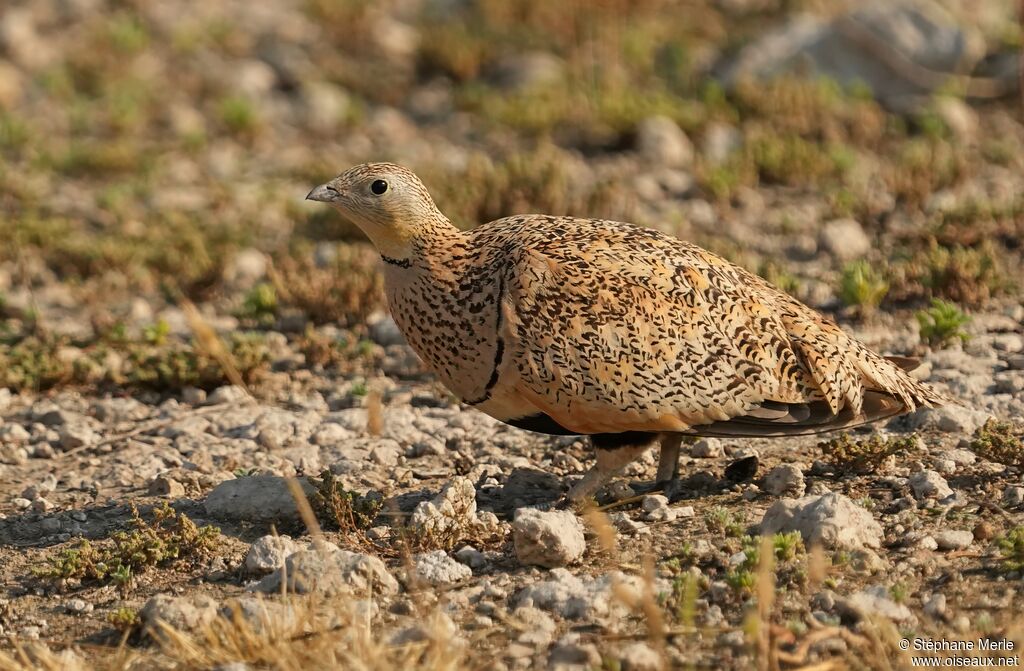 Black-bellied Sandgrouse female adult
