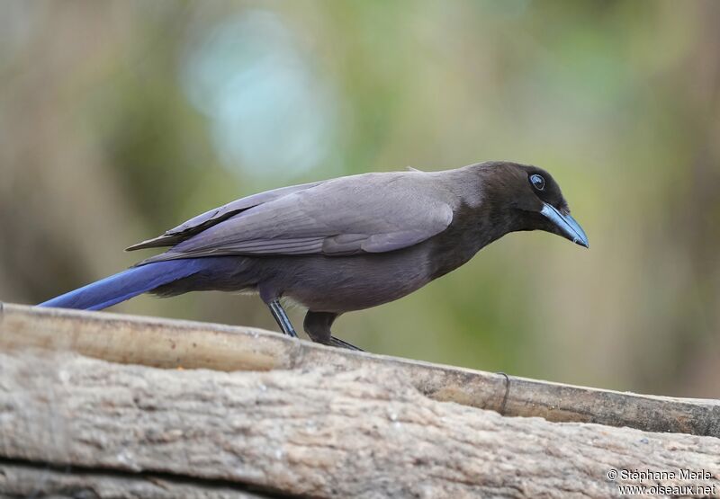 Purplish Jay