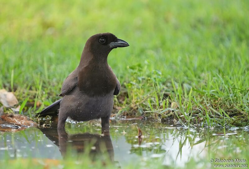 Purplish Jayadult