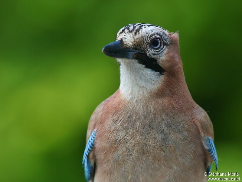 Eurasian Jayadult