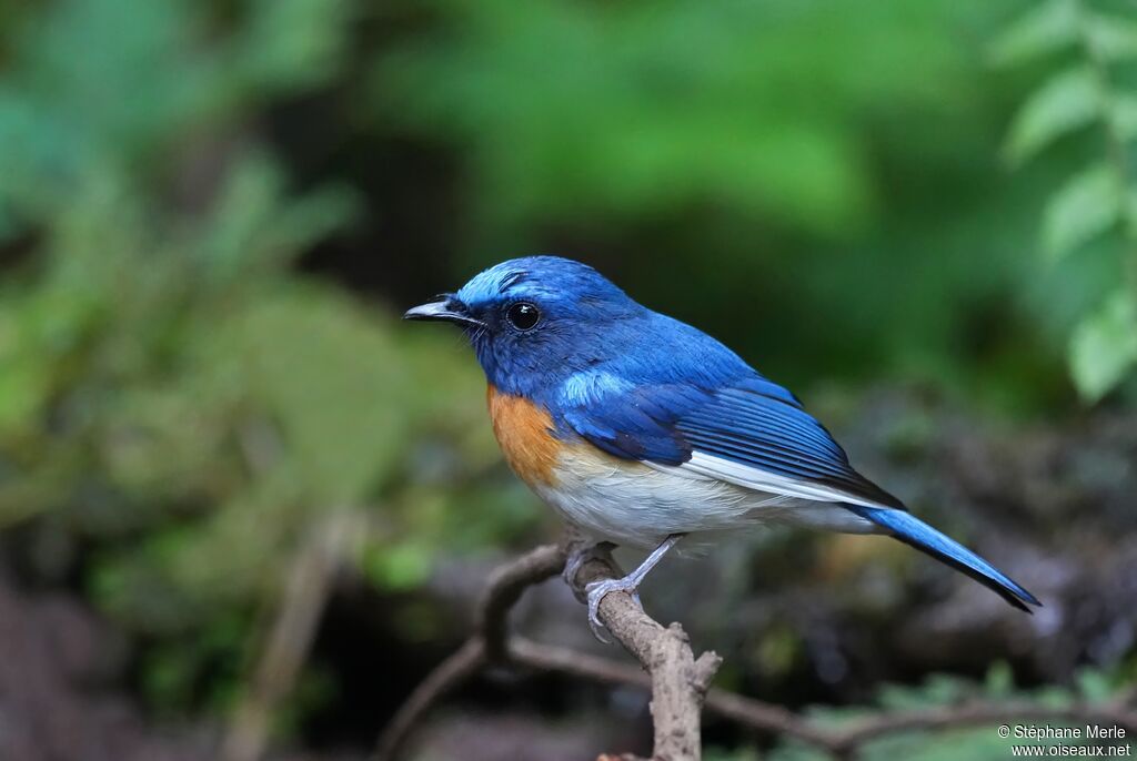 Gobemouche à menton bleu mâle adulte