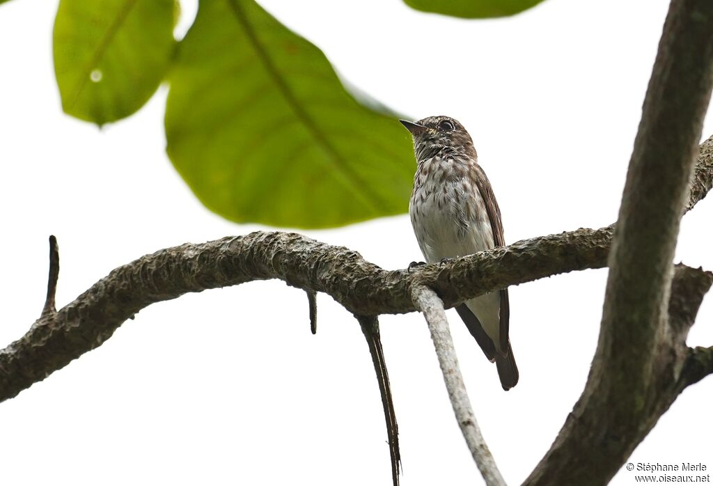 Gobemouche à taches grisesadulte