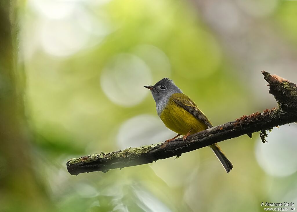 Gobemouche à tête griseadulte