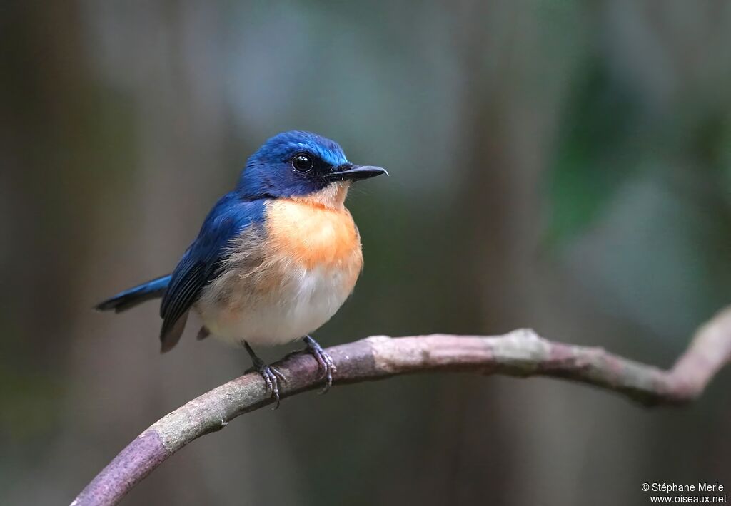 Gobemouche de Balabac