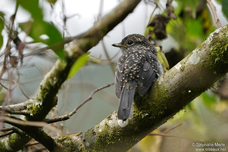 Gobemouche de Fischerimmature