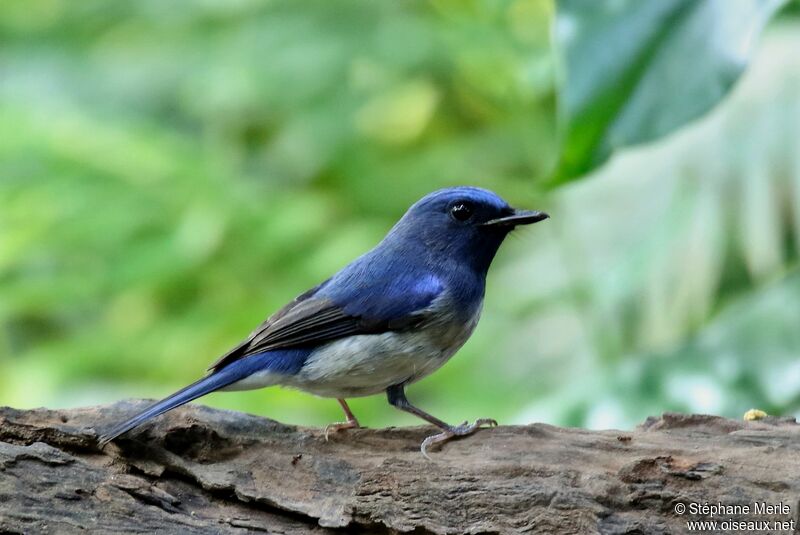 Hainan Blue Flycatcher male adult