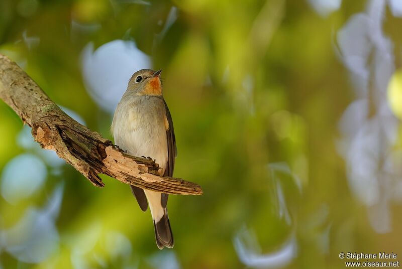 Taiga Flycatcher male adult