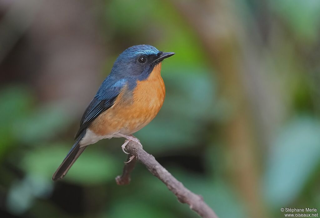Gobemouche de White mâle adulte