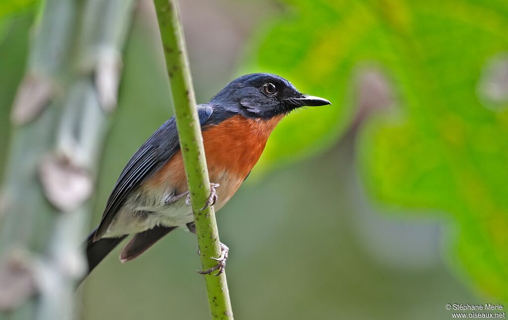 Mangrove Blue Flycatcher