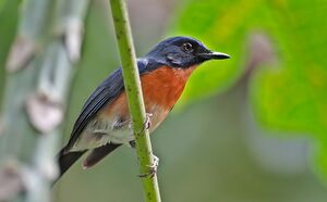Gobemouche des mangroves