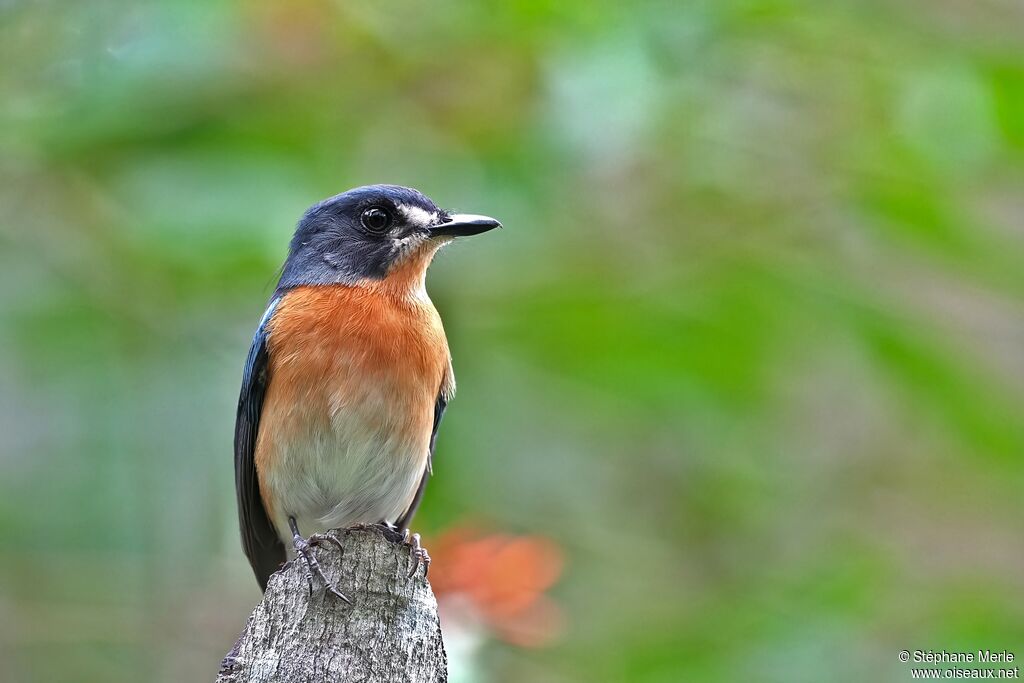 Mangrove Blue Flycatcher